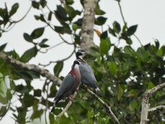 Collared Imperial-Pigeon photo 3