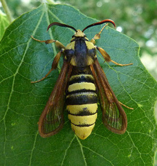 Sesia apiformis