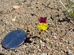 Erythranthe shevockii