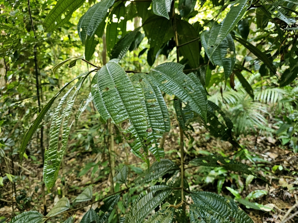 Quế java – Cinnamomum javanicum