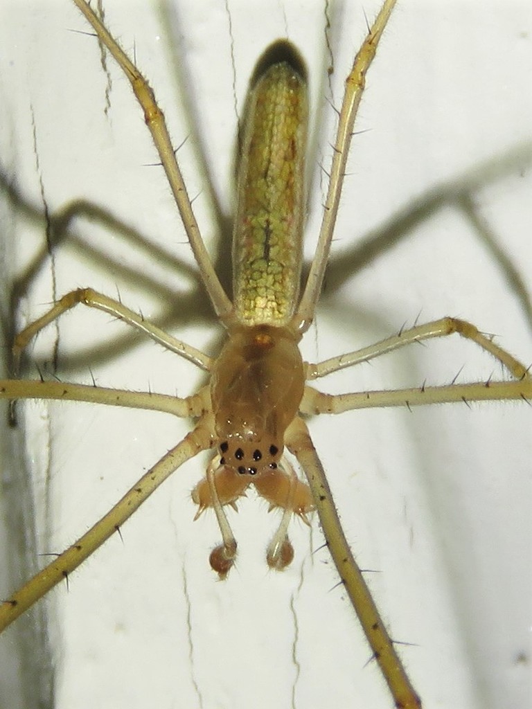 silver longjawed orbweaver