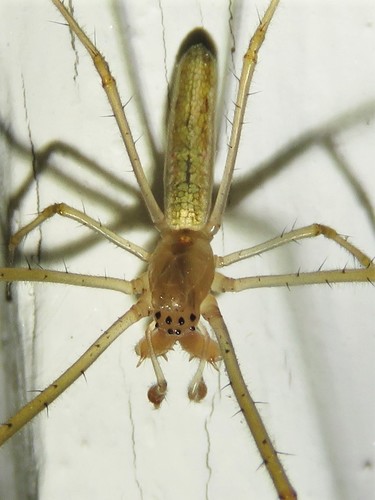 Silver Long-jawed Orbweaver