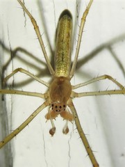 Silver Long-jawed Orbweaver