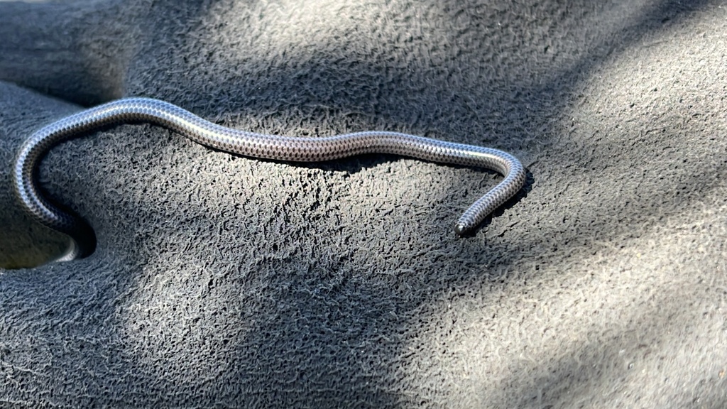 Black Thread Snake