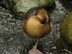 Dendrocygna