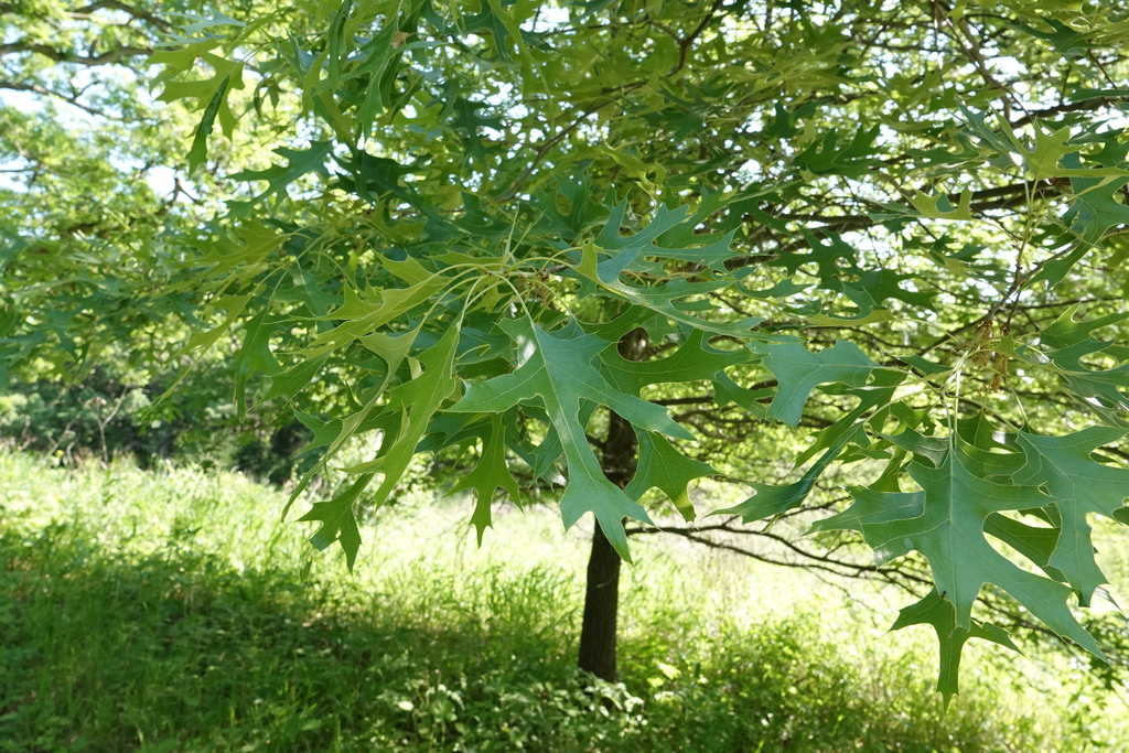 northern pin oak in May 2023 by Michael R Ostrowski · iNaturalist