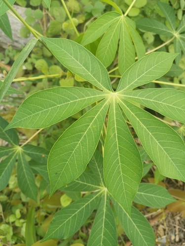 Cassava
