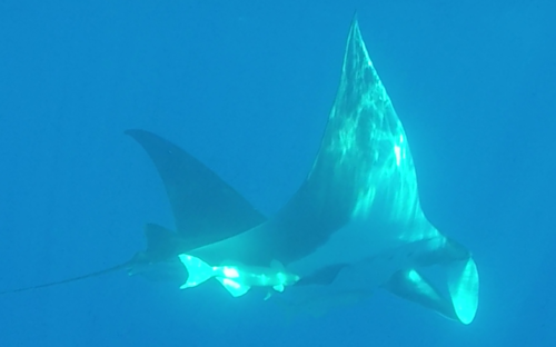 photo of Oceanic Manta Ray (Mobula birostris)