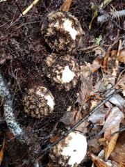 Lycoperdon compactum