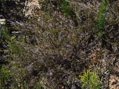 Wahlenbergia subulata