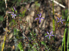 Wahlenbergia subulata