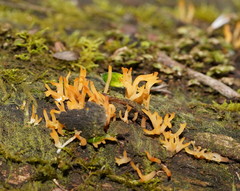 Calocera sinensis