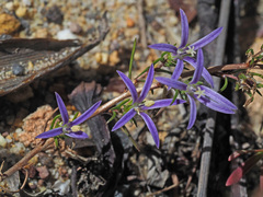 Wahlenbergia subulata