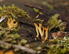 Calocera sinensis