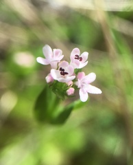 Plectritis congesta
