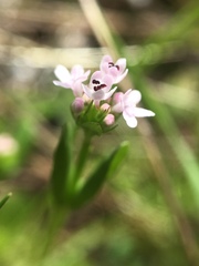 Plectritis congesta