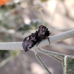 Abrostola parvula