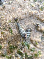 Batillaria zonalis