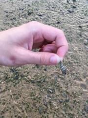 Batillaria zonalis