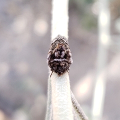 Abrostola parvula