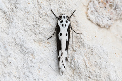 Ethmia semilugens