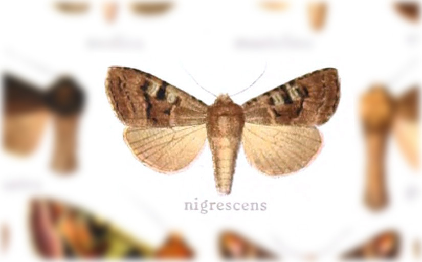 Trachea nigrescens
