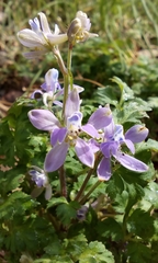 Delphinium anthriscifolium