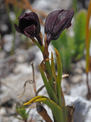 Eulophia ustulata