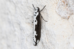 Ethmia semilugens