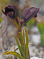 Eulophia ustulata