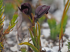 Eulophia ustulata