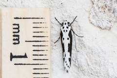 Ethmia semilugens