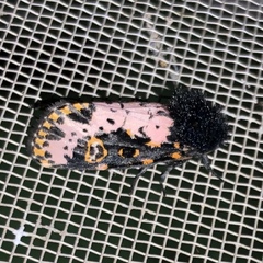 Xanthopastis regnatrix