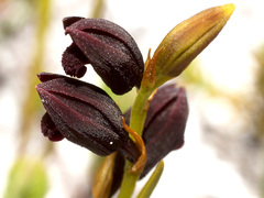 Eulophia ustulata
