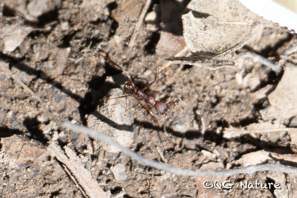 Collared Ants from 中国江苏省无锡市滨湖区 on November 13, 2023 at 11:13 AM by Wang ...