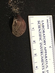Crepidula adunca