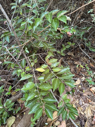 Elaeagnus rotundata iNat (2)