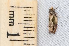 Eumarozia malachitana