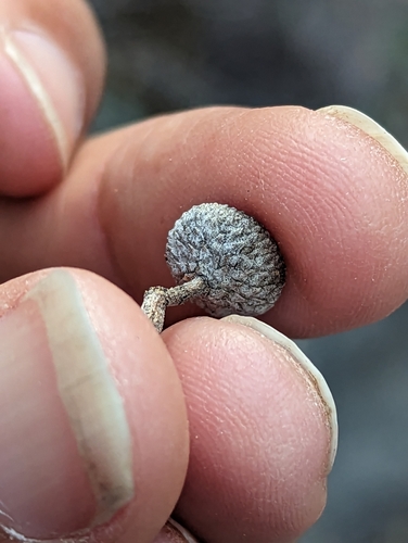 Ajo Mountain scrub oak