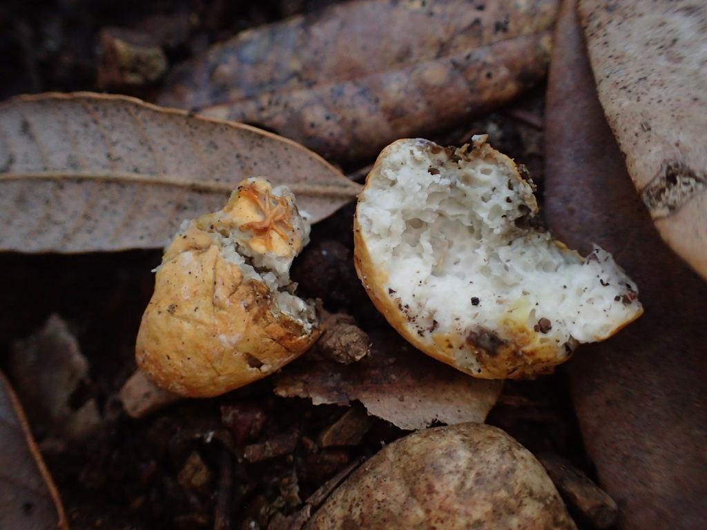Leucogaster sp. 'CA02'