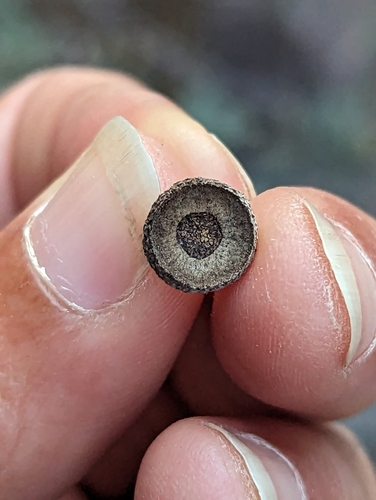 Ajo Mountain scrub oak