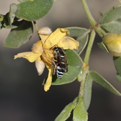 Pterocheilus hirsutipennis