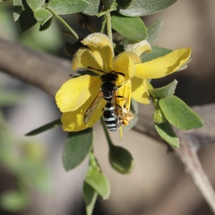 Pterocheilus hirsutipennis