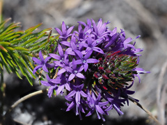 Merciera azurea