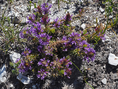 Merciera azurea