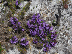 Merciera azurea