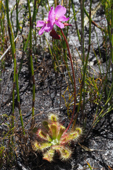 Drosera esterhuyseniae