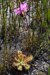 Drosera esterhuyseniae