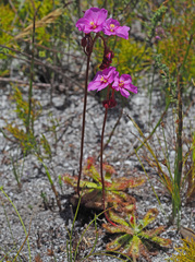 Drosera esterhuyseniae