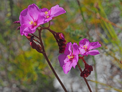 Drosera esterhuyseniae